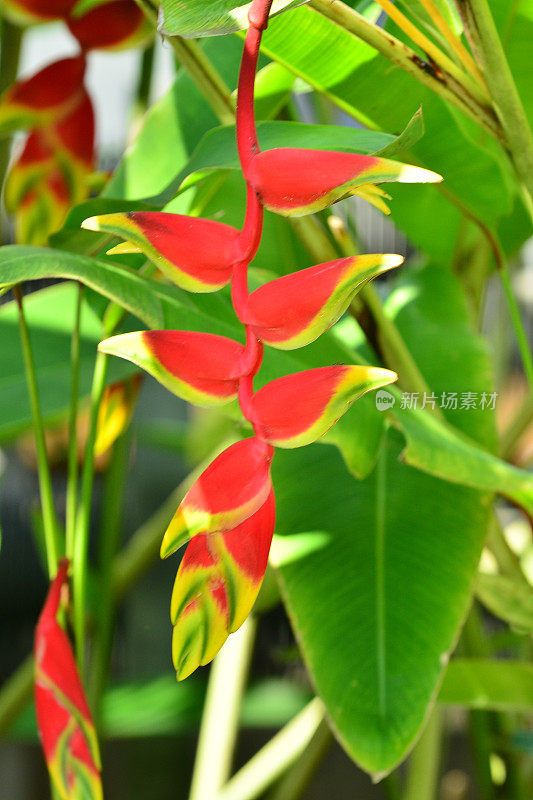 Heliconia /龙虾爪/巨嘴鸟峰